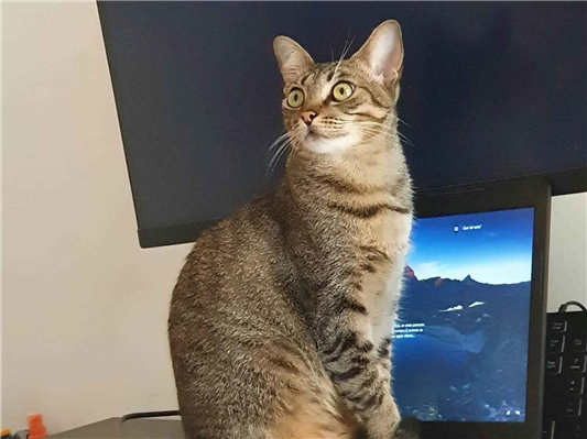 Gato para adoção Fêmea Médio 4 anos