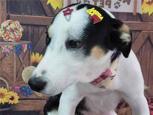 Cachorro cão para adoção Fêmea Médio  2 anos 