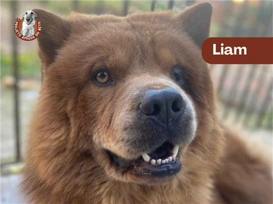 Cachorro cão para adoção Macho Médio  3 anos 