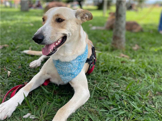 Cachorro cão para adoção Macho Grande 2 anos 