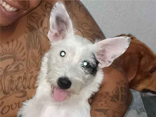 Cachorro cão para adoção Fêmea Médio  2 a 6 meses 