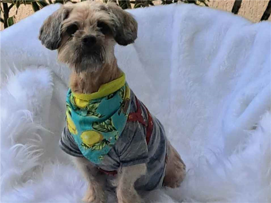 Cachorro cão para adoção Fêmea Pequeno 2 anos 