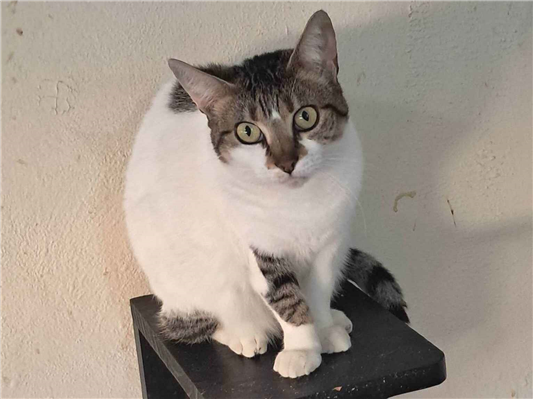 Gato para adoção Fêmea Pequeno 2 anos