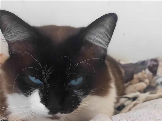 Gato para adoção Macho Pequeno 2 a 6 meses