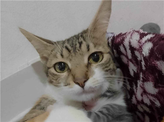 Gato para adoção Ambos Pequeno 7 a 11 meses
