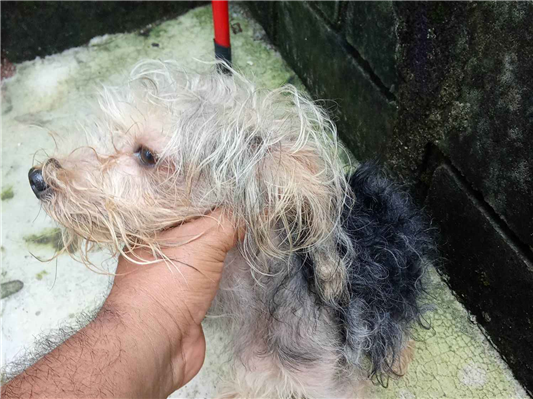 Cachorro cão para adoção Macho Pequeno 2 anos 
