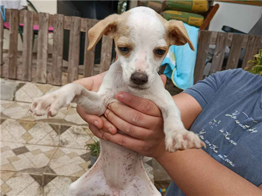 Cachorro cão para adoção Macho Pequeno 2 a 6 meses 