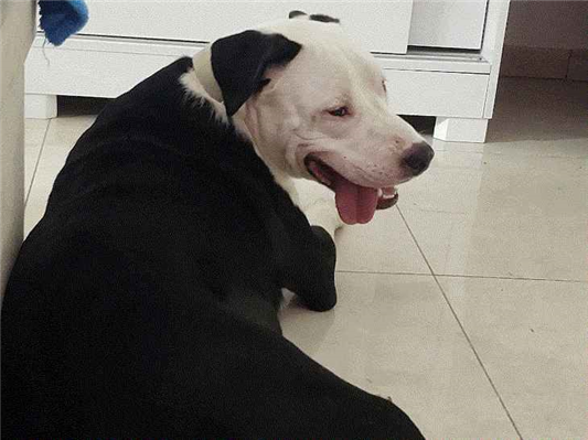 Cachorro cão para adoção Macho Grande 1 ano 