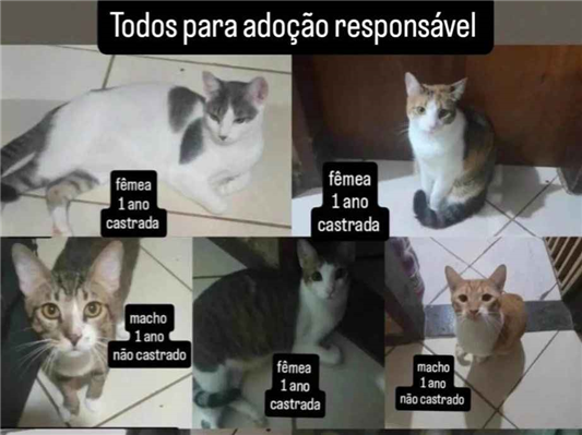 Gato para adoção Ambos Pequeno 1 ano