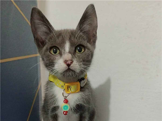 Gato para adoção Macho Pequeno Abaixo de 2 meses