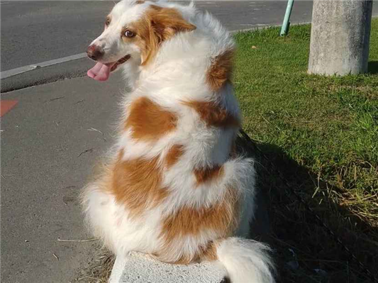 Cachorro cão para adoção Fêmea Médio  6 anos Acima 