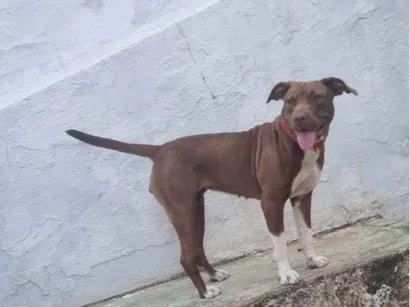 Cao Pit-Bull Medio 1-ano