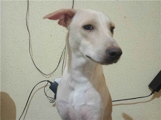 Cachorro cão para adoção Macho Médio  7 a 11 meses 