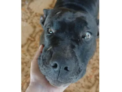 Cao Pit-Bull Grande 2-anos