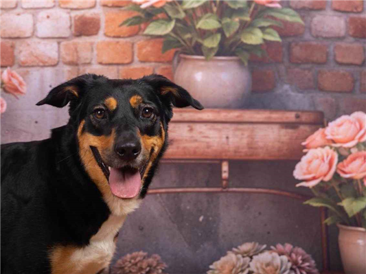 Cachorro cão para adoção Fêmea Médio  2 anos 