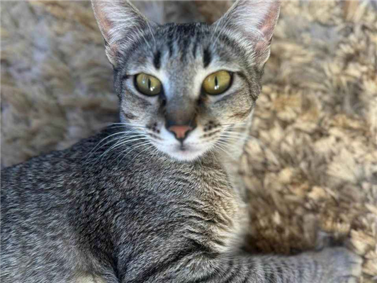 Gato para adoção Fêmea Pequeno 1 ano