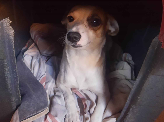 Cachorro cão para adoção Fêmea Médio  1 ano 