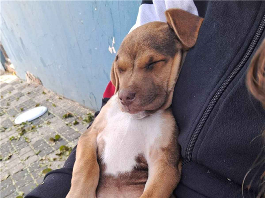 Cachorro cão para adoção Macho Médio  2 a 6 meses 