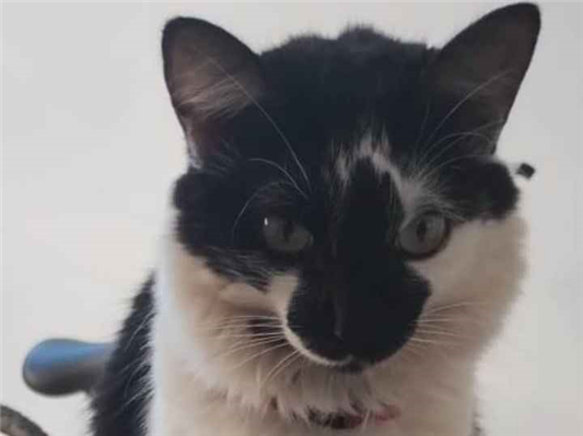 Gato Procura-Perdido Fêmea Pequeno 2 anos 