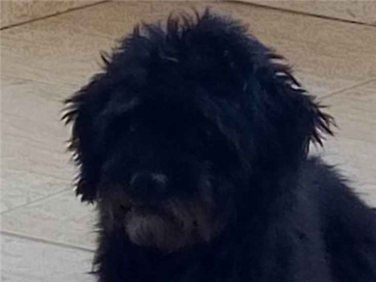 Cachorro cão para adoção Macho Médio  5 anos 