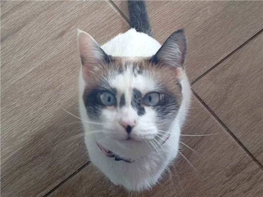 Gato para adoção Fêmea Médio 3 anos