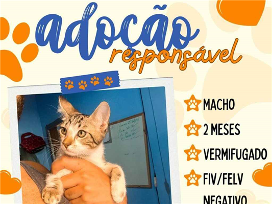 Gato para adoção Ambos Pequeno 2 a 6 meses