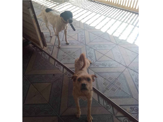 Cachorro cão para adoção Ambos Médio  2 a 6 meses 