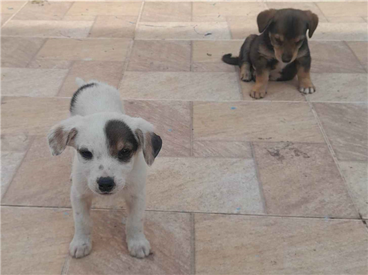 Cao - Macho Médio2 a 6 meses