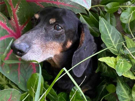 Cachorro cão para adoção Macho Pequeno 6 anos Acima 