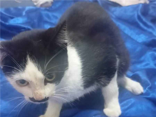 Gato para adoção Ambos Pequeno 7 a 11 meses