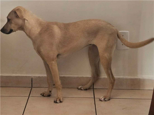 Cachorro cão para adoção Fêmea Médio  7 a 11 meses 
