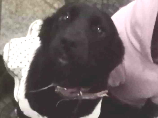 Cachorro cão para adoção Fêmea Médio  7 a 11 meses 