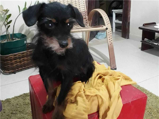 Cao Procura-Perdido Macho Pequeno 7 a 11 meses 