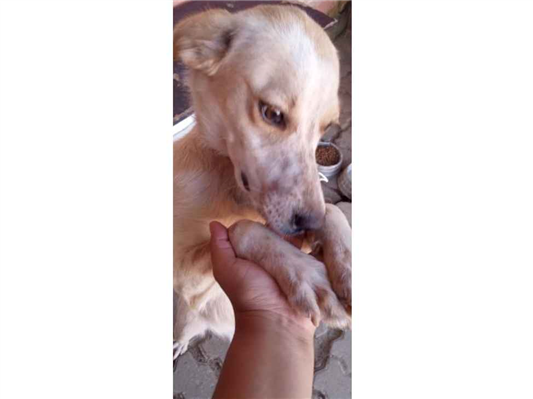 Cachorro cão para adoção Fêmea Médio  7 a 11 meses 
