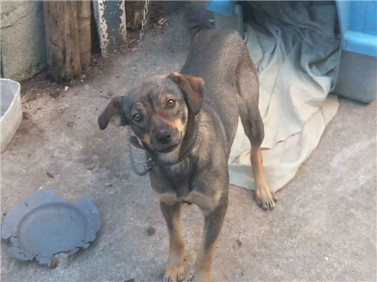 Cachorro cão para adoção Fêmea Médio  1 ano 