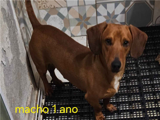 Cachorro cão para adoção Macho Pequeno 1 ano 