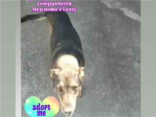 Cachorro cão para adoção Fêmea Grande 6 anos Acima 