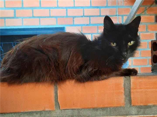 Gato para adoção Macho Pequeno 6 anos Acima