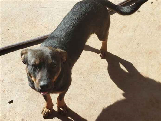 Cachorro cão para adoção Macho Pequeno 7 a 11 meses 