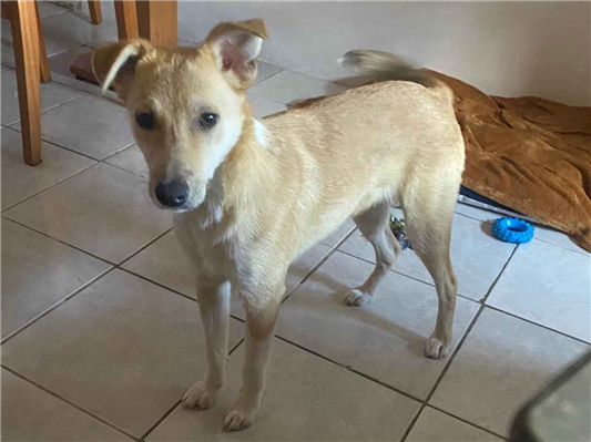Cachorro cão para adoção Macho Grande 1 ano 