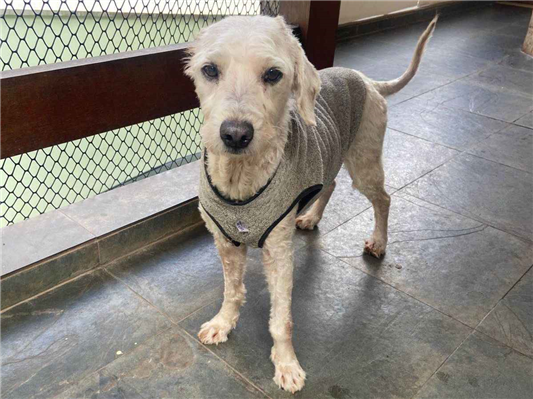 Cachorro cão para adoção Macho Médio  6 anos Acima 