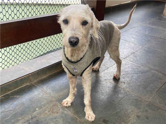 Cachorro cão para adoção Macho Médio  6 anos Acima 