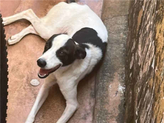 Cachorro cão para adoção Fêmea Médio  7 a 11 meses 