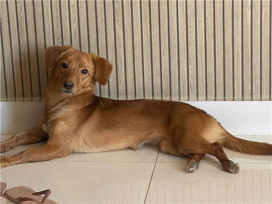 Cachorro cão para adoção Fêmea Pequeno 1 ano 
