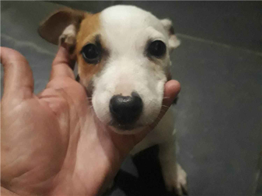 Cachorro cão para adoção Macho Pequeno 2 a 6 meses 