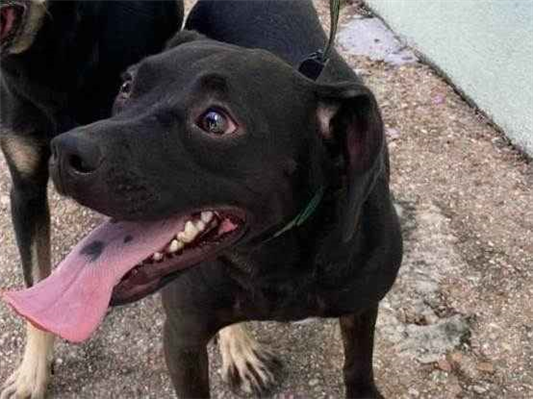 Cachorro cão para adoção Macho Médio  2 anos 