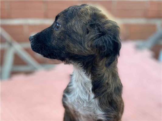 Cachorro cão para adoção Fêmea Médio  2 a 6 meses 