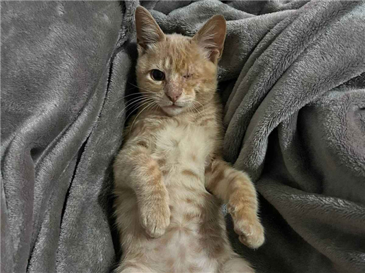 Gato para adoção Macho Pequeno 2 a 6 meses