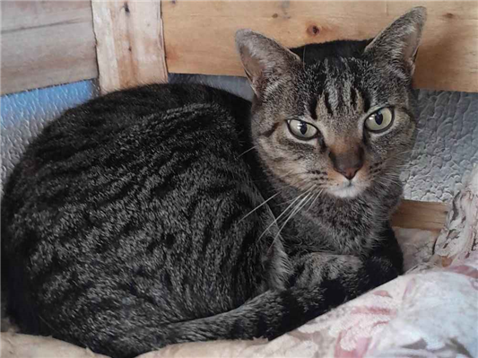 Gato para adoção Fêmea Médio 2 anos
