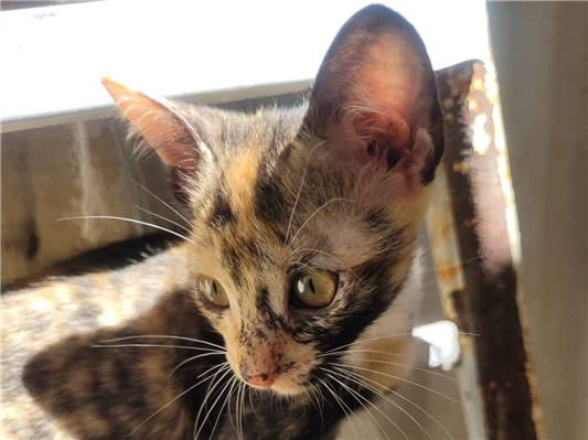 Gato para adoção Fêmea Pequeno 2 a 6 meses
